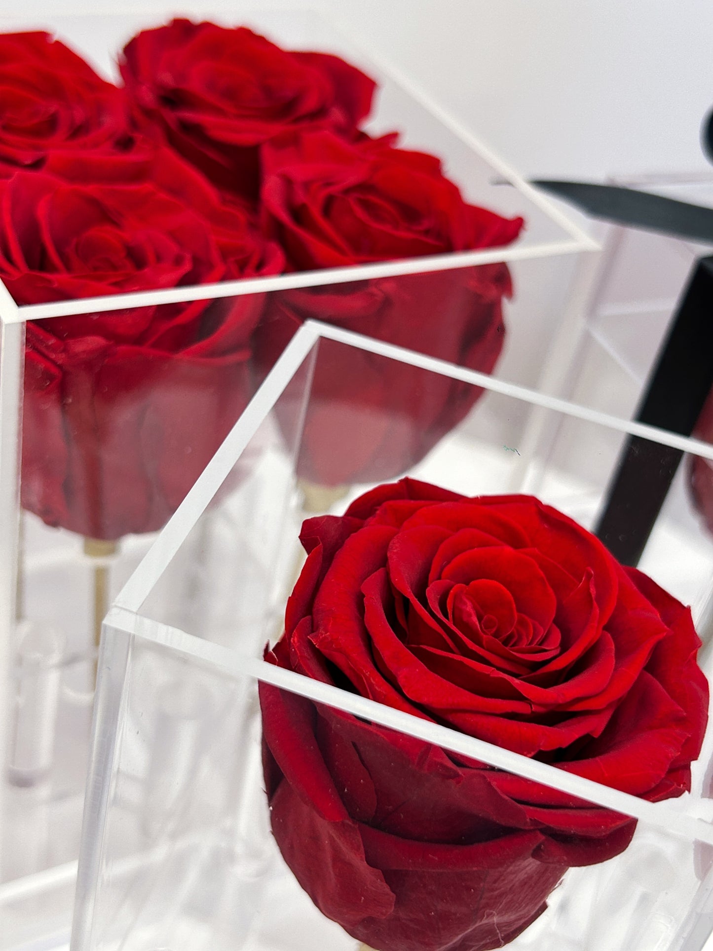 Acrylic Luxe Rose Box with preserved red roses and black satin ribbon, perfect for Toronto gifting and shipping across Canada.