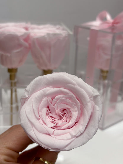 Close-up of a preserved soft pink rose from the Acrylic Rose Box, perfect for Toronto gifting.