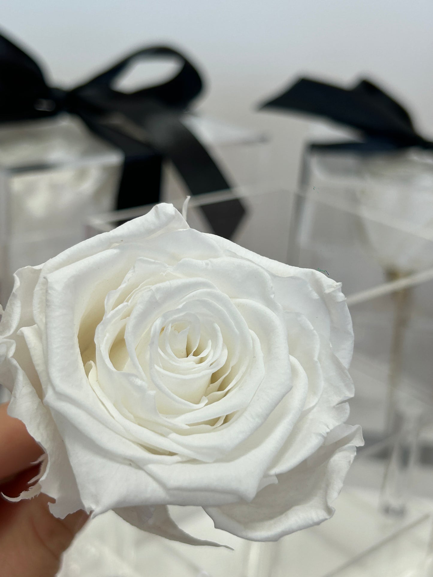 Close-up of a preserved white rose from the Acrylic Rose Box, perfect for Toronto weddings or luxury gifting, shipping across Canada.